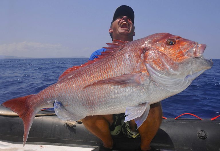 Nodo del tubicino dentice