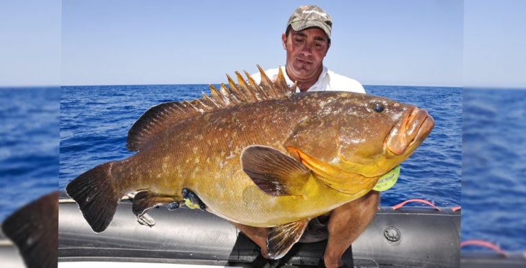 pesca cernia bruna