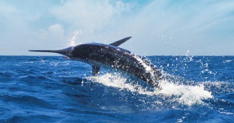 Pesca al Blue Marlin