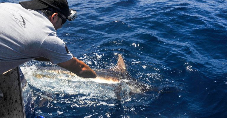 Pesca al Marlin a guaira bank in venezuela