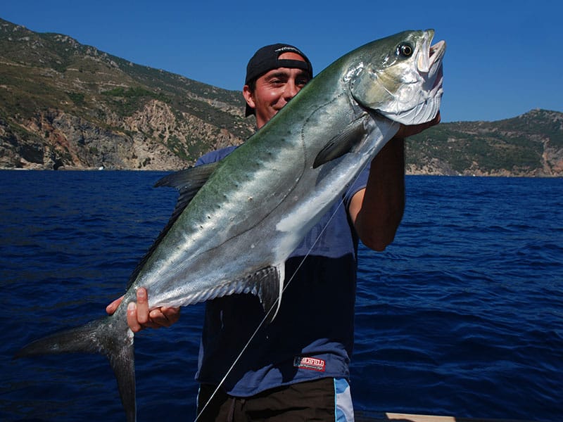 leccia-catturata-nella-zona-dell-Argentario