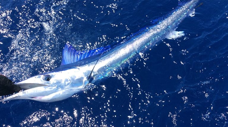 traina d'altura ai tonni regole pescato bluefin