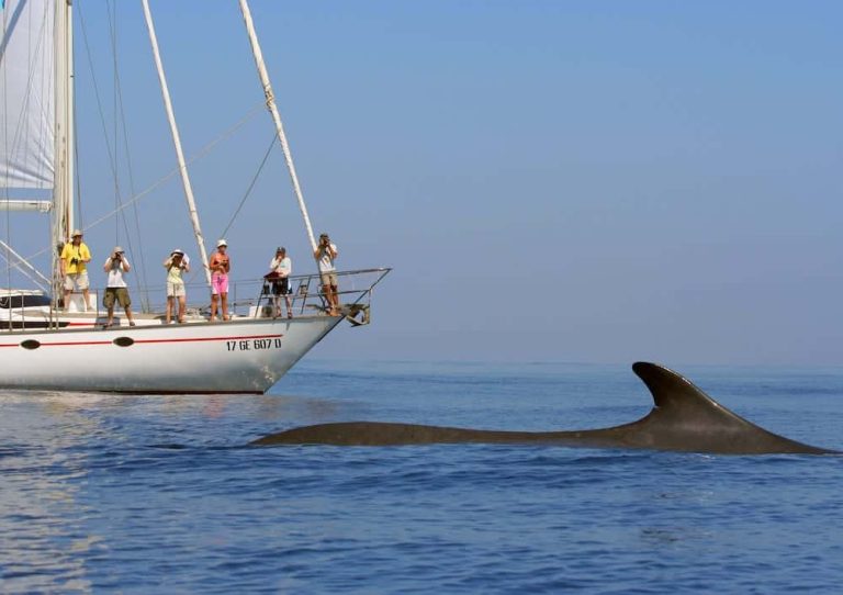 cetacei fai attenzione