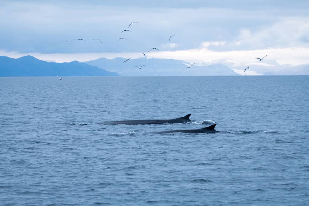 Two-Fin-whales-swimming-off-the-coast-of-Svalbard_Photo-Thomas-Griesbeck